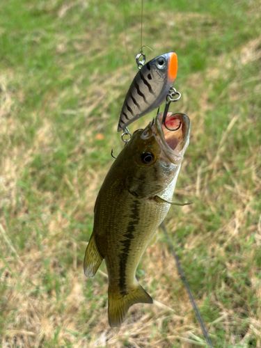 ラージマウスバスの釣果