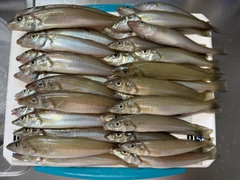 シロギスの釣果