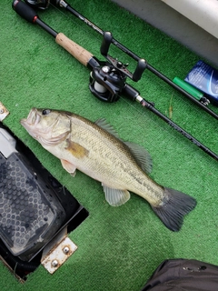 ラージマウスバスの釣果