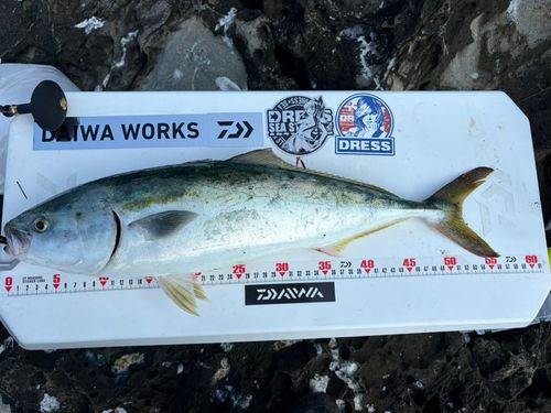 ハマチの釣果