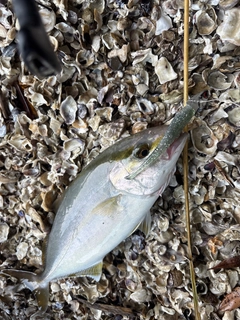 ネイリの釣果