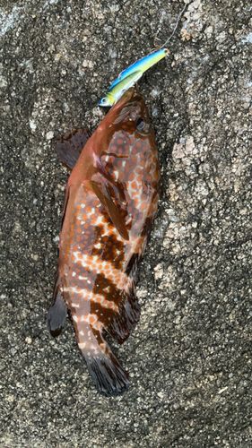 アコウの釣果