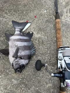 イシダイの釣果