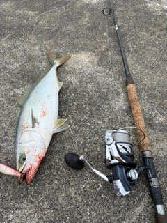 イナダの釣果