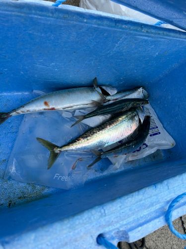 マサバの釣果