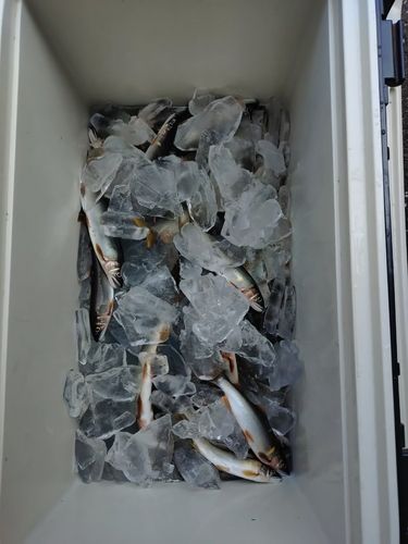 アユの釣果