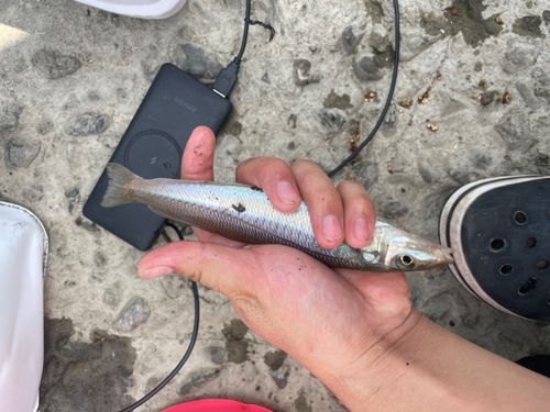 キスの釣果