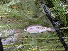 ヤマメの釣果