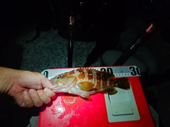 アカハタの釣果