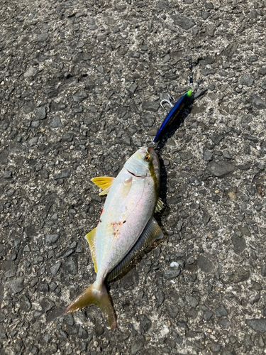 シオの釣果