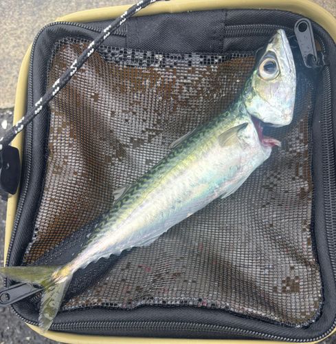 サバの釣果