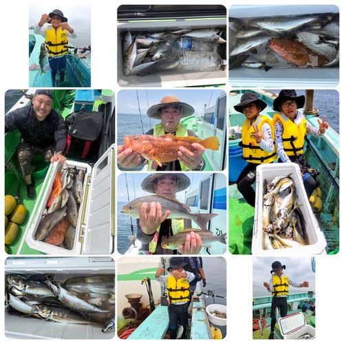 イサキの釣果