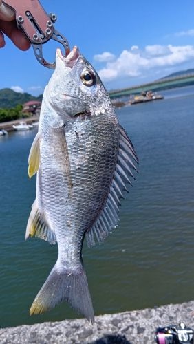 キビレの釣果