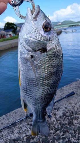 キビレの釣果