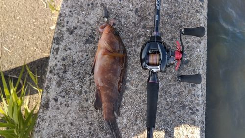 アコウの釣果