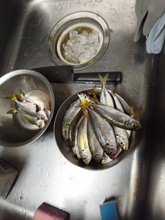 アジの釣果