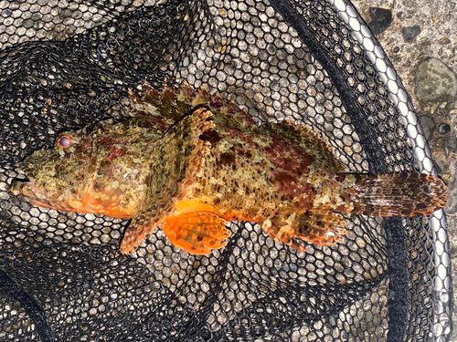 オニカサゴの釣果