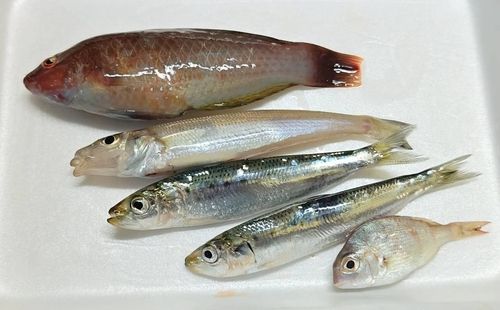 キスの釣果