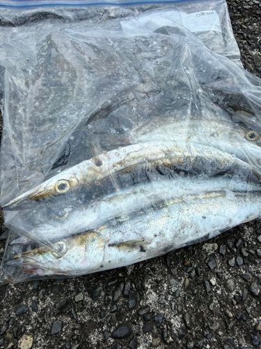 カマスの釣果