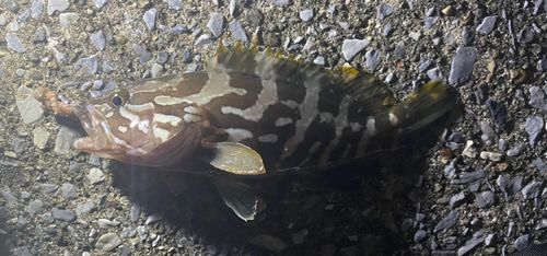 クエの釣果