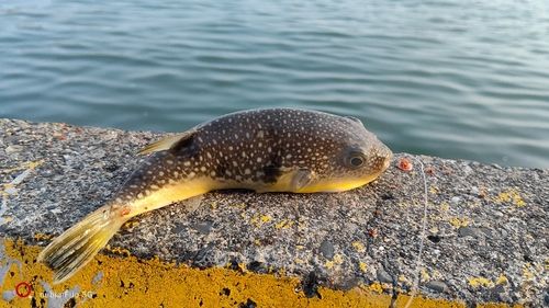 クサフグの釣果