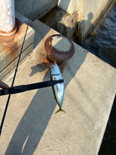 サバの釣果