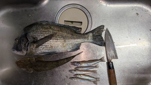 キスの釣果