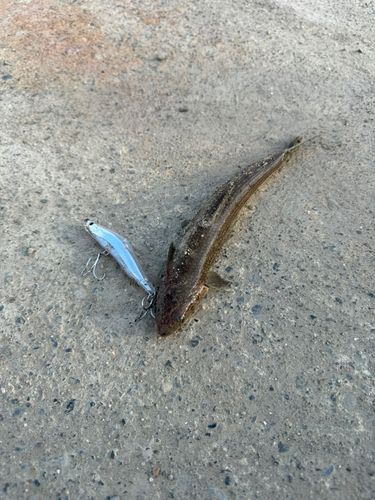 エソの釣果