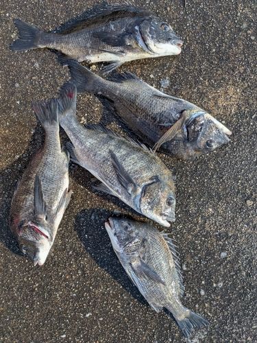 チヌの釣果