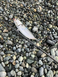 ソウダガツオの釣果