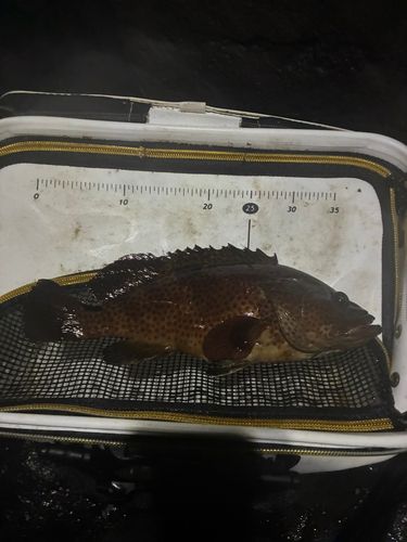 ノミノクチの釣果