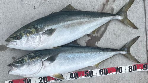 ブリの釣果