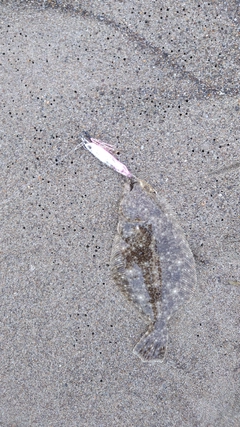 ソゲの釣果
