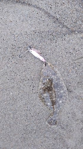 ソゲの釣果