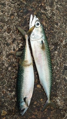 サバの釣果