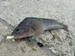 アイナメの釣果