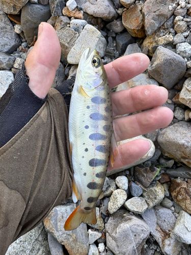 アマゴの釣果