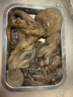 タコの釣果