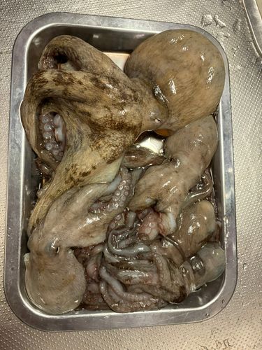 タコの釣果