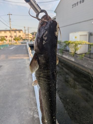 ナマズの釣果