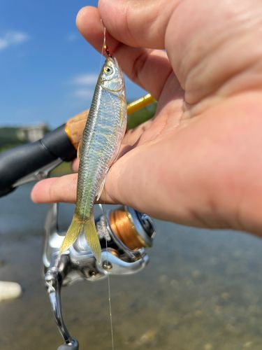 オイカワの釣果
