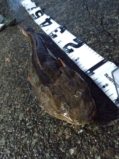 マゴチの釣果