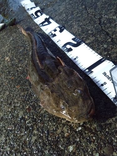 マゴチの釣果
