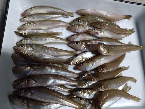シロギスの釣果