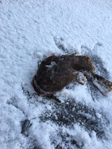 カジカの釣果