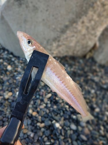 キスの釣果