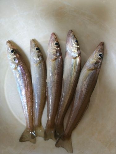 キスの釣果