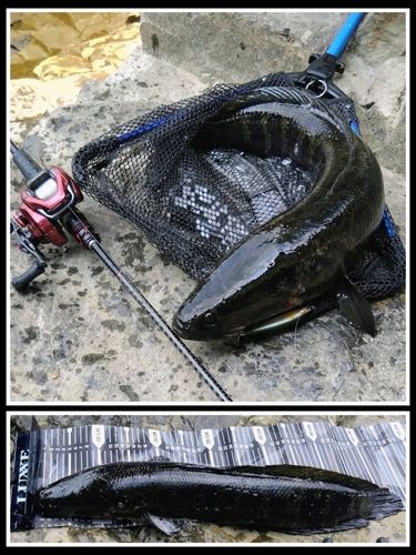 ライギョの釣果