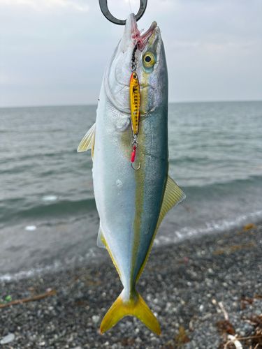 ワカシの釣果