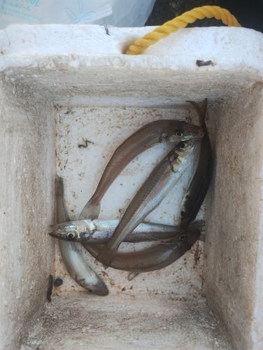 キスの釣果